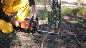 Reliable Drexel, NC Tree Removal Solutions